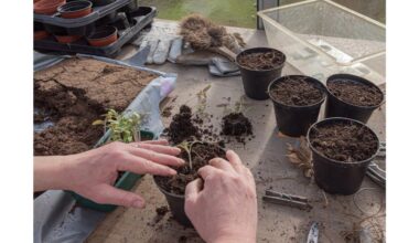 sausio sėkla pradedanti dirva