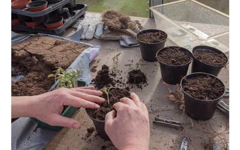 sausio sėkla pradedanti dirva