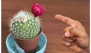 tingus kaktusas žydės