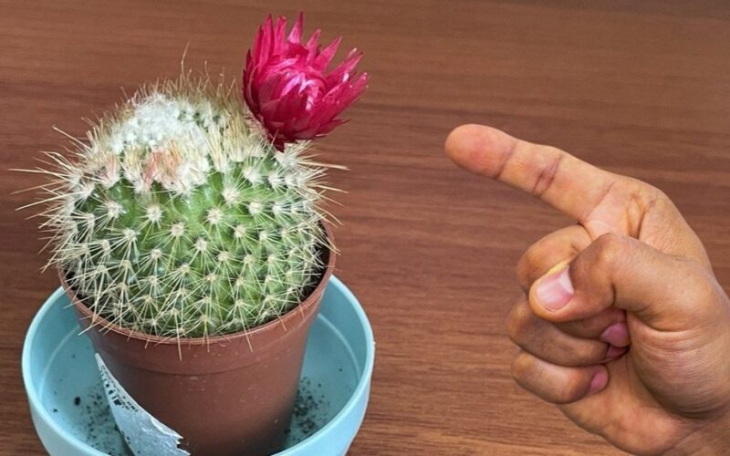 tingus kaktusas žydės