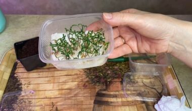 tingus dirvožemis nemokamas pomidorų sėjimas