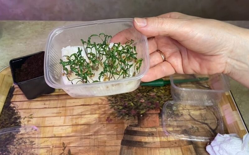 tingus dirvožemis nemokamas pomidorų sėjimas