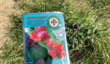 išmokau tinkamai maišyti fitosporiną