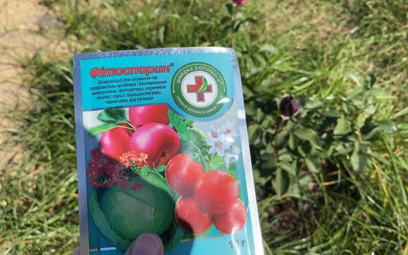 išmokau tinkamai maišyti fitosporiną