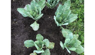 Palikau kopūstų šaknis žiemoti