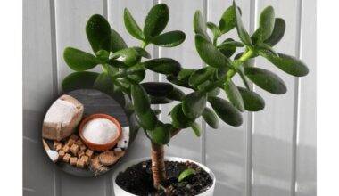 stebuklingos trąšos atgaivino pinigų medį