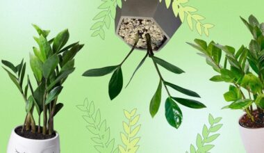 pinigų medis zamioculcas sodinimo instrukcijos