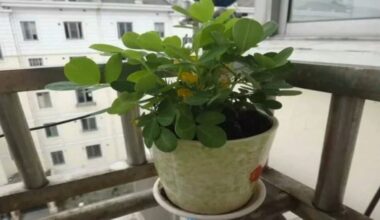 motina atnešė žemės riešutų sėklas