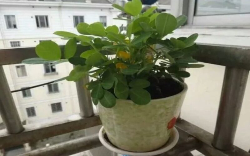 motina atnešė žemės riešutų sėklas