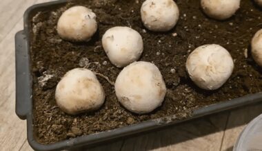 grybai auginami plastikiniame maiše