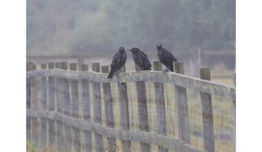 kaimynas renka vandens butelius