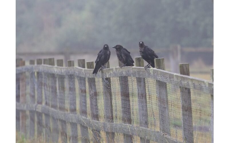 kaimynas renka vandens butelius