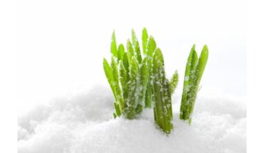 kaimynas sodininkas s šalčiui atsparus paslaptis