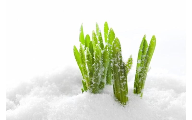 kaimynas sodininkas s šalčiui atsparus paslaptis