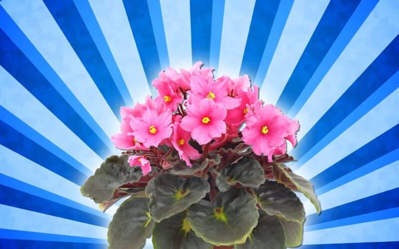 kaimynas sugriebia mano ranką