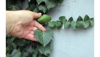 kaimynas pasodino bjaurias gėles