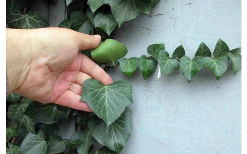 kaimynas pasodino bjaurias gėles