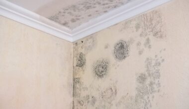 kaimynas pasidalino pelėsio priemone