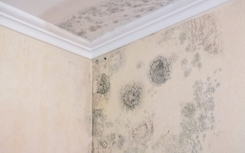 kaimynas pasidalino pelėsio priemone