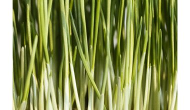 kaimynas išmokė hidroponinių laiškinių svogūnų kultivavimo