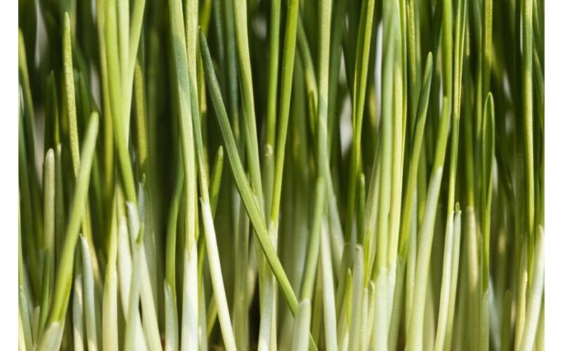 kaimynas išmokė hidroponinių laiškinių svogūnų kultivavimo