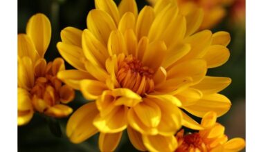 niekada nemetėkite nuvytusių astrų puokščių