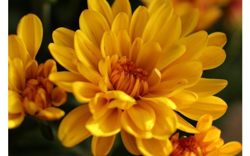 niekada nemetėkite nuvytusių astrų puokščių