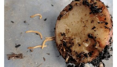 jokios kopūstinių kandžių lervos