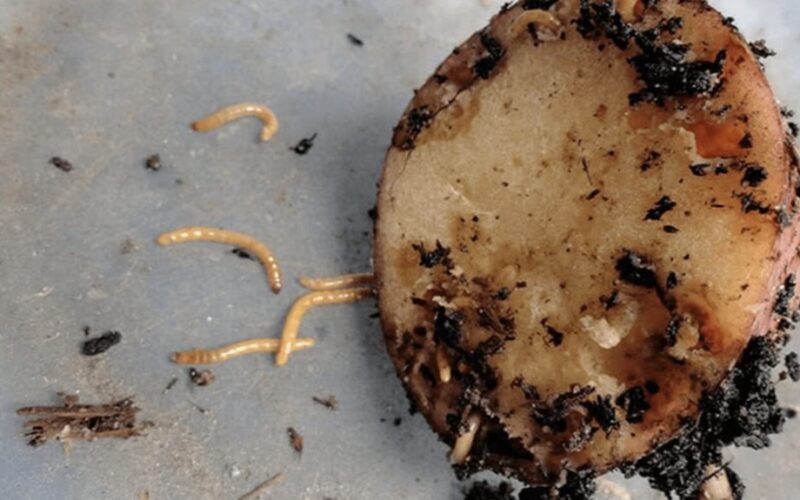 jokios kopūstinių kandžių lervos