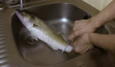 no knife five minute fish cleaning