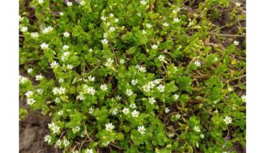ne piktžolių lobis