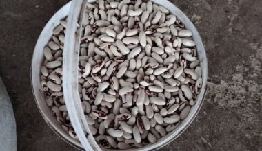 ne pranašavimo žinios