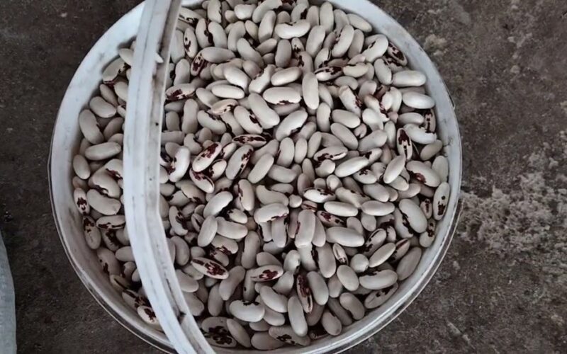 ne pranašavimo žinios