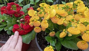 vienas augalas puošia visą sezoną