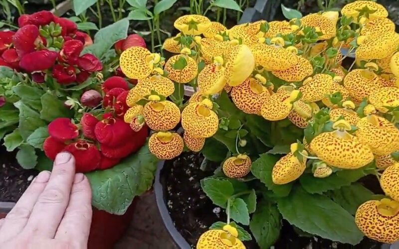 vienas augalas puošia visą sezoną