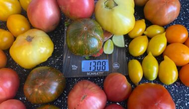 optimalus išdėstymas maksimaliam derliui