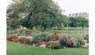 peržiemojantys vienmečiai vazonuose