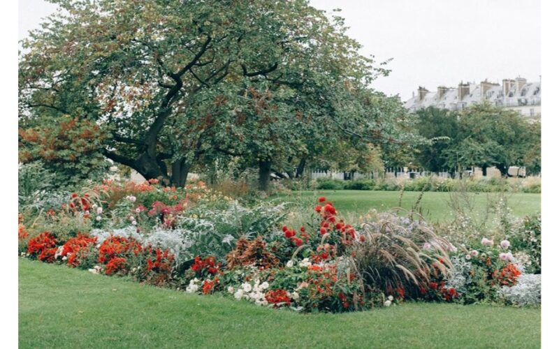 peržiemojantys vienmečiai vazonuose