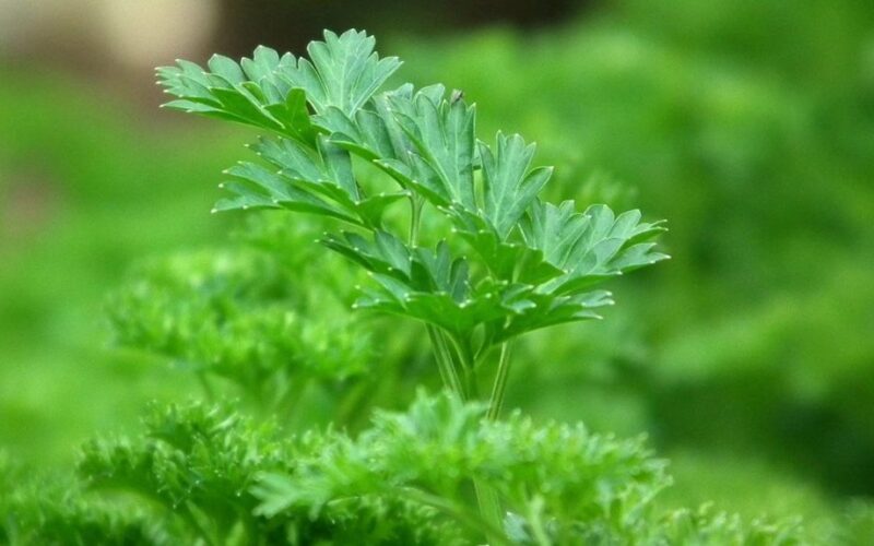 Greitai lauke pasėtos petražolės