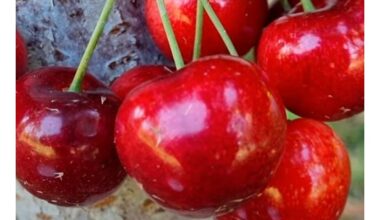 aistros vyšnios medžio persodinimas