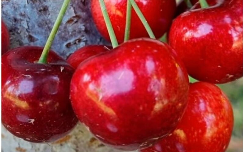 aistros vyšnios medžio persodinimas