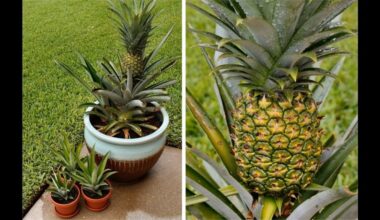 ananaso vainikas peraugintas ant palangės