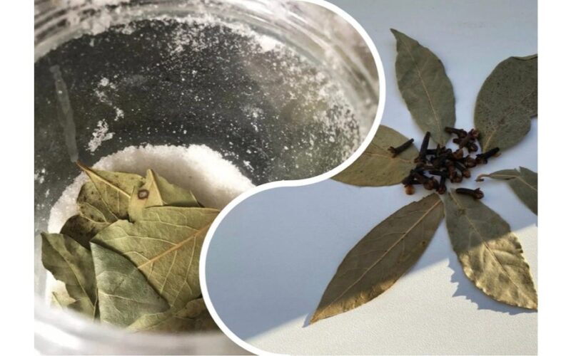 padėta druskos dubenėlis su lauro lapu