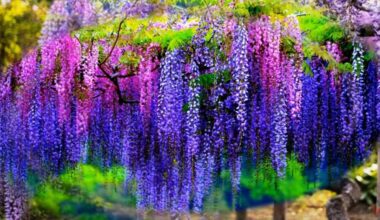 augančios vijoklinės augalų rūšys pavėsiui