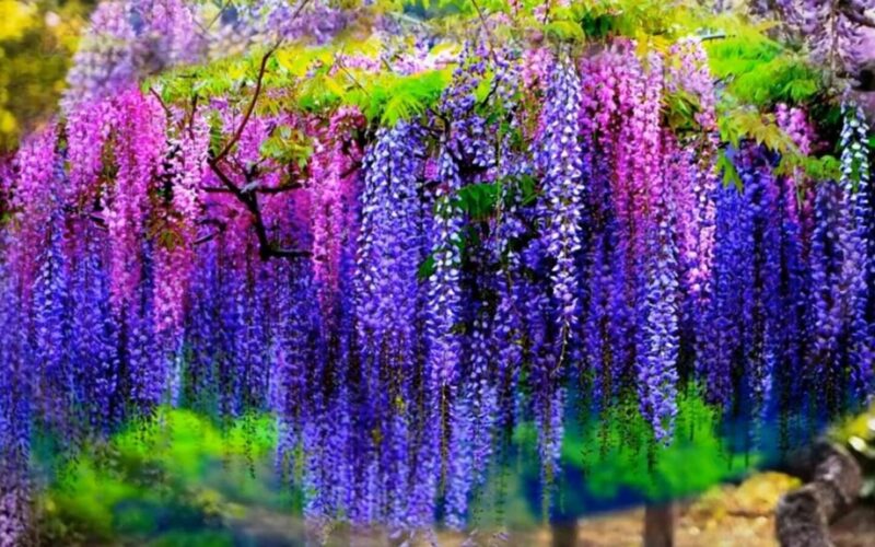 augančios vijoklinės augalų rūšys pavėsiui