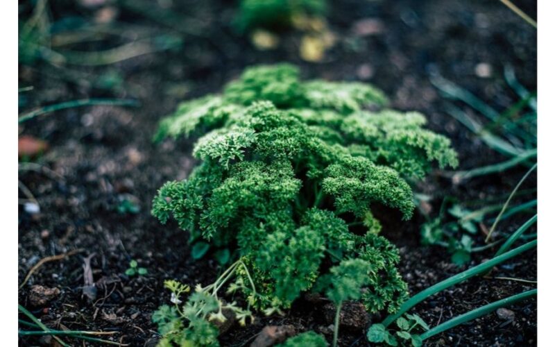 plant parsley in partial shade