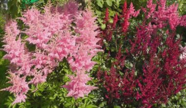 pasodinta ryški daugiametė astilbė