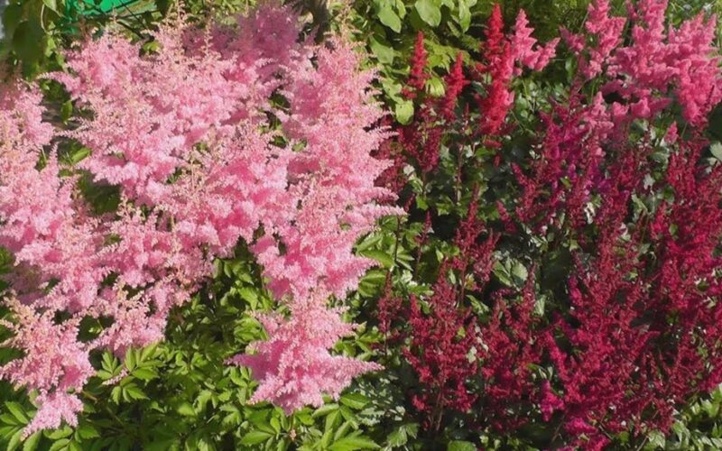 pasodinta ryški daugiametė astilbė