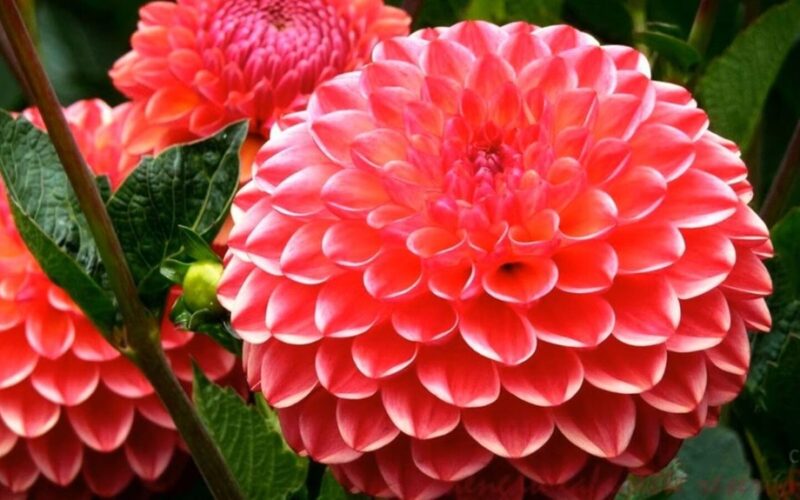 dėlių sodinimas prieš šalnas