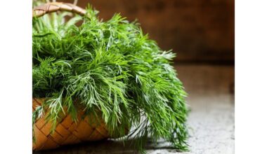 sėjant krapų sėklas vadovas